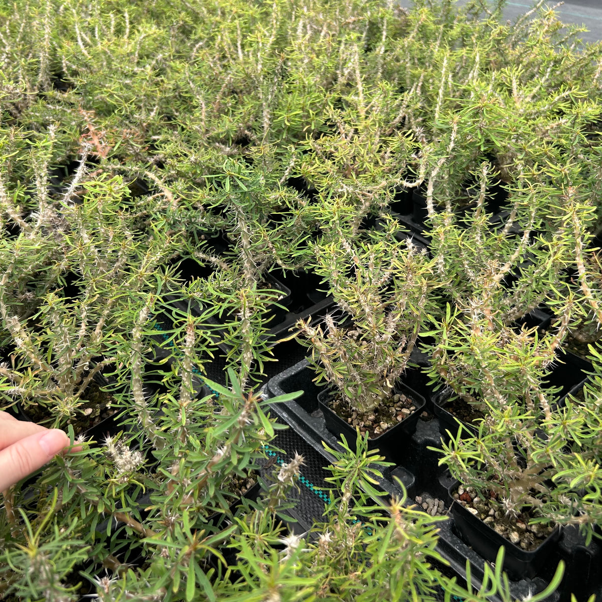 Euphorbia sakarahaensis-Euphorbia-H4-6c&W10cm-image-7