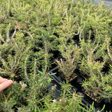 Euphorbia sakarahaensis-Euphorbia-H4-6c&W10cm-image-7