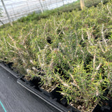 Euphorbia sakarahaensis-Euphorbia-H4-6c&W10cm-image-8