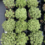 Euphorbia frankii-Euphorbia-W10cm-image-10