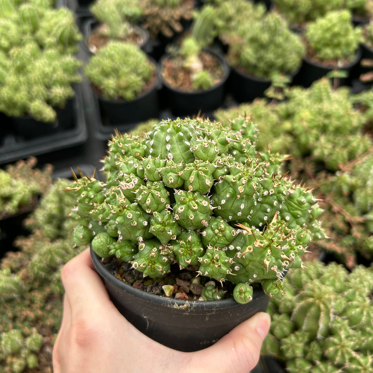 Euphorbia frankii-Euphorbia-W10cm-image-4