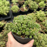 Euphorbia frankii-Euphorbia-W10cm-image-4