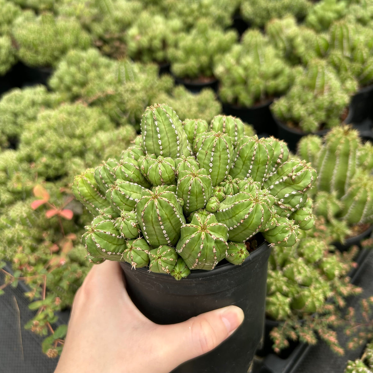 Euphorbia frankii-Euphorbia-W10cm-image-3
