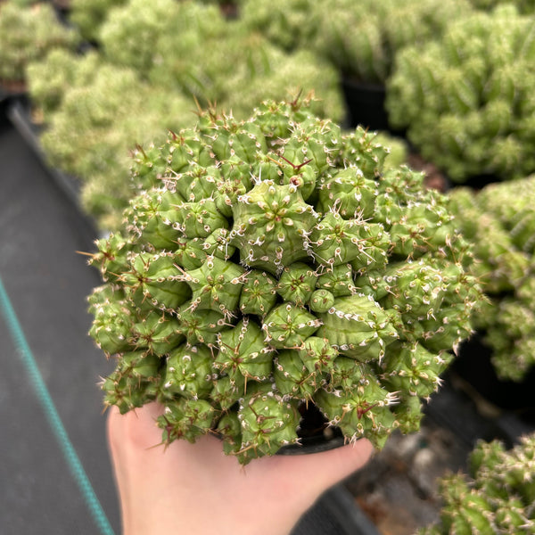 Euphorbia frankii — plant photograph 6