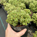Euphorbia frankii-Euphorbia-W10cm-image-5