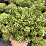 Euphorbia frankii-Euphorbia-W10cm-image-1