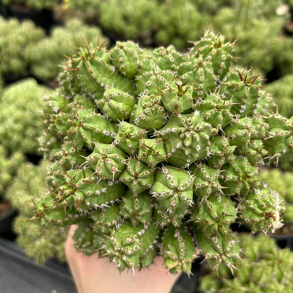 Euphorbia frankii-Euphorbia-W10cm-image-1
