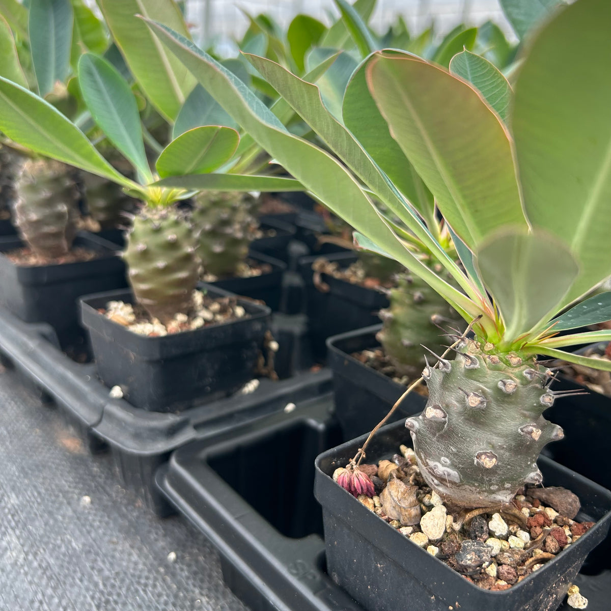 Euphorbia pachypodioides-Euphorbia-W3-4cmH4-5cm-image-16