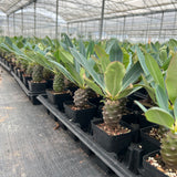 Euphorbia pachypodioides-Euphorbia-W3-4cmH4-5cm-image-17