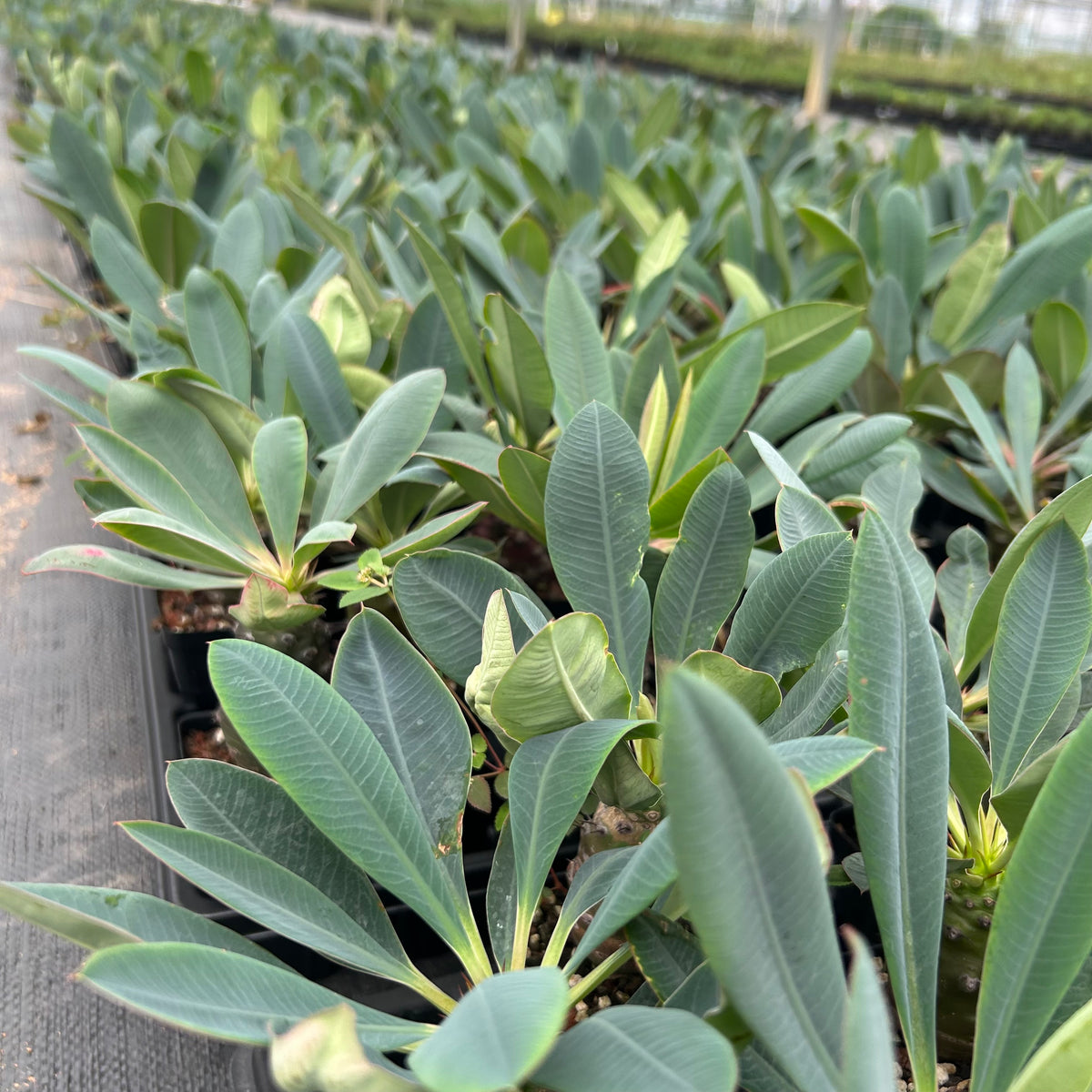 Euphorbia pachypodioides-Euphorbia-W3-4cmH4-5cm-image-14