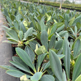Euphorbia pachypodioides-Euphorbia-W3-4cmH4-5cm-image-14