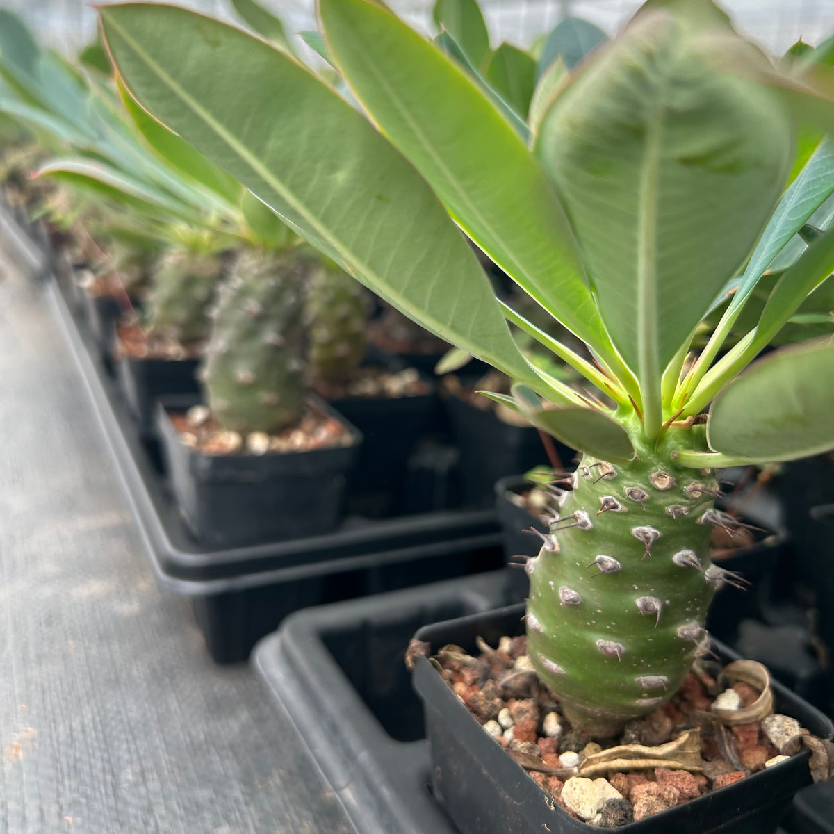 Euphorbia pachypodioides-Euphorbia-W3-4cmH4-5cm-image-15