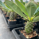 Euphorbia pachypodioides-Euphorbia-W3-4cmH4-5cm-image-15