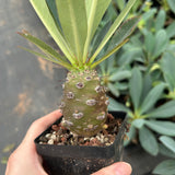 Euphorbia pachypodioides-Euphorbia-W3-4cmH4-5cm-image-5