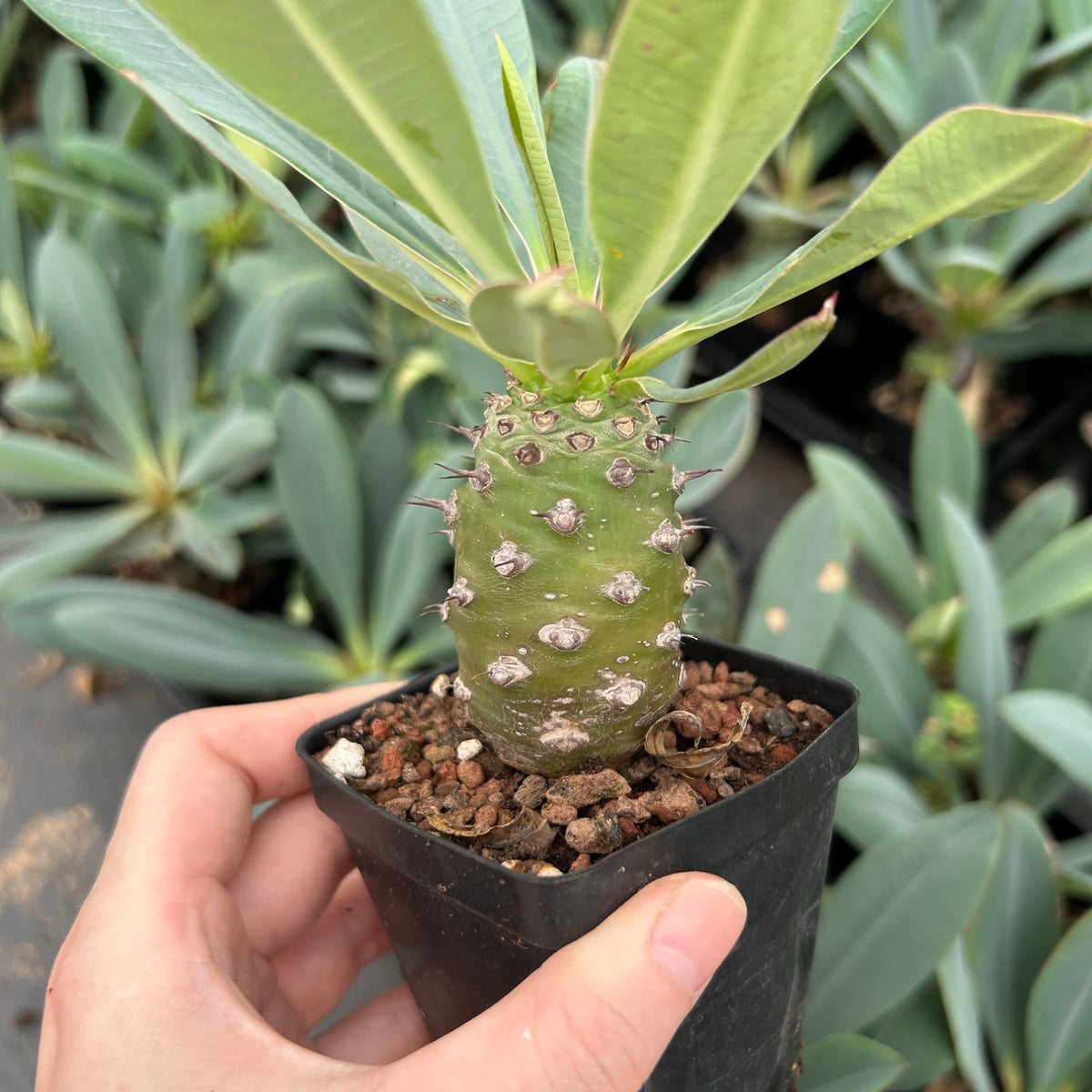 Euphorbia pachypodioides-Euphorbia-W3-4cmH4-5cm-image-1