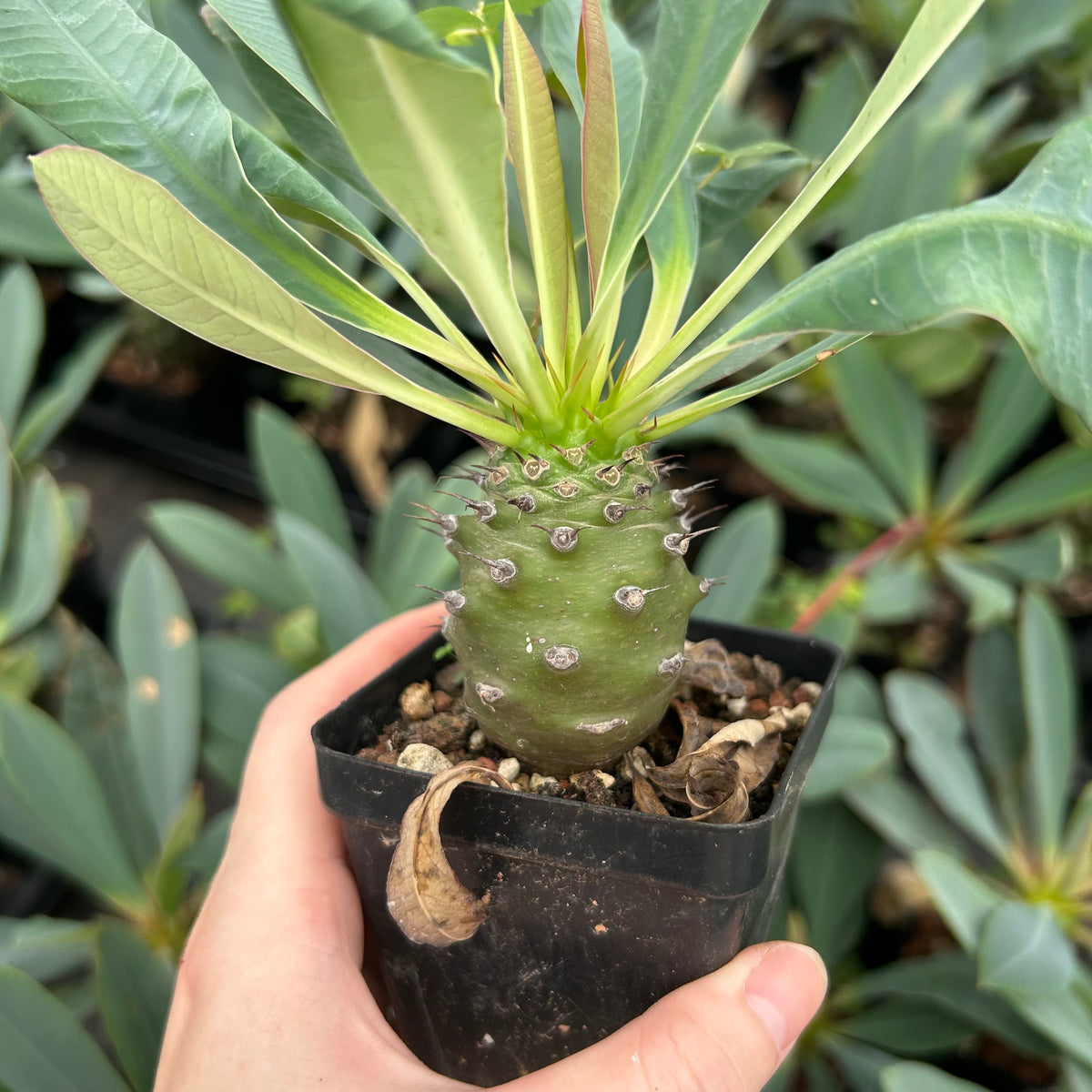 Euphorbia pachypodioides-Euphorbia-W3-4cmH4-5cm-image-12