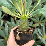 Euphorbia pachypodioides-Euphorbia-W3-4cmH4-5cm-image-12