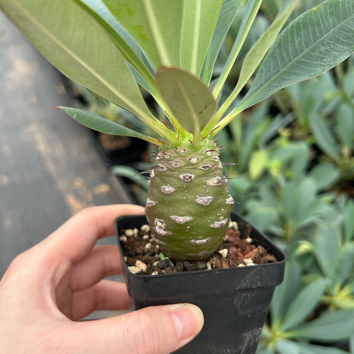 Euphorbia pachypodioides-Euphorbia-W3-4cmH4-5cm-image-13