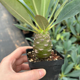 Euphorbia pachypodioides-Euphorbia-W3-4cmH4-5cm-image-13