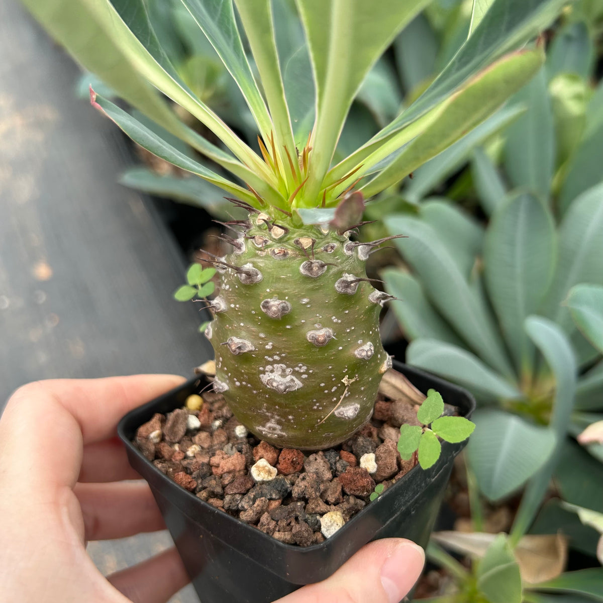 Euphorbia pachypodioides-Euphorbia-W3-4cmH4-5cm-image-10
