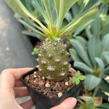 Euphorbia pachypodioides-Euphorbia-W3-4cmH4-5cm-image-10