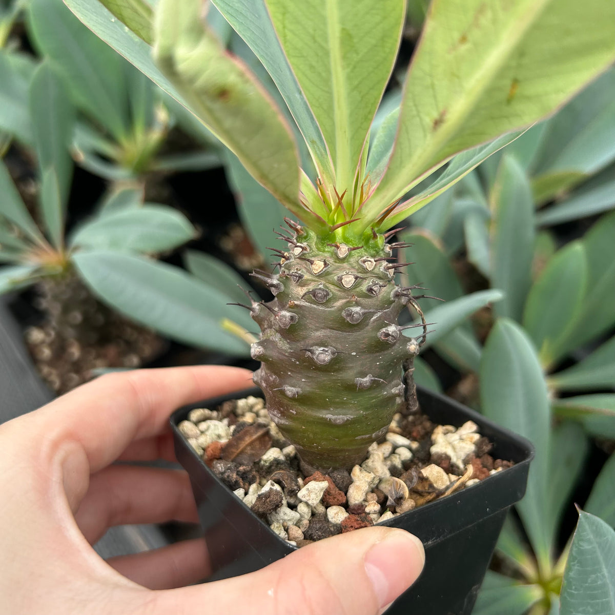 Euphorbia pachypodioides-Euphorbia-W3-4cmH4-5cm-image-9