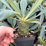 Euphorbia pachypodioides-Euphorbia-W3-4cmH4-5cm-image-8