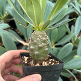Euphorbia pachypodioides-Euphorbia-W3-4cmH4-5cm-image-11