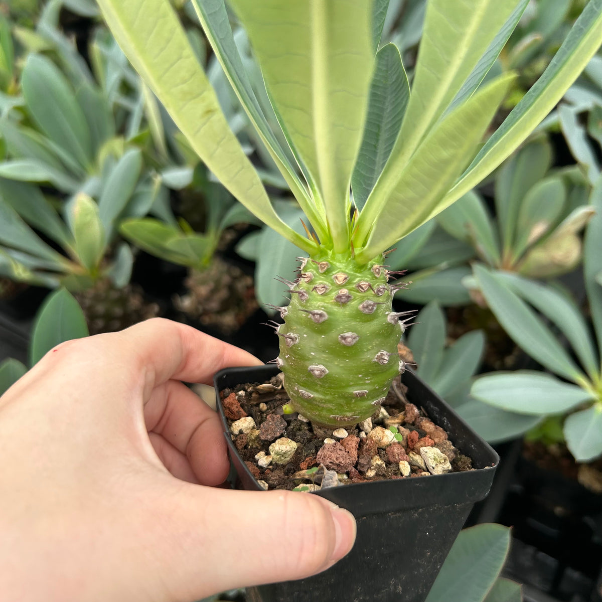 Euphorbia pachypodioides-Euphorbia-W3-4cmH4-5cm-image-6