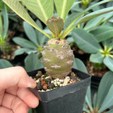 Euphorbia pachypodioides-Euphorbia-W3-4cmH4-5cm-image-4