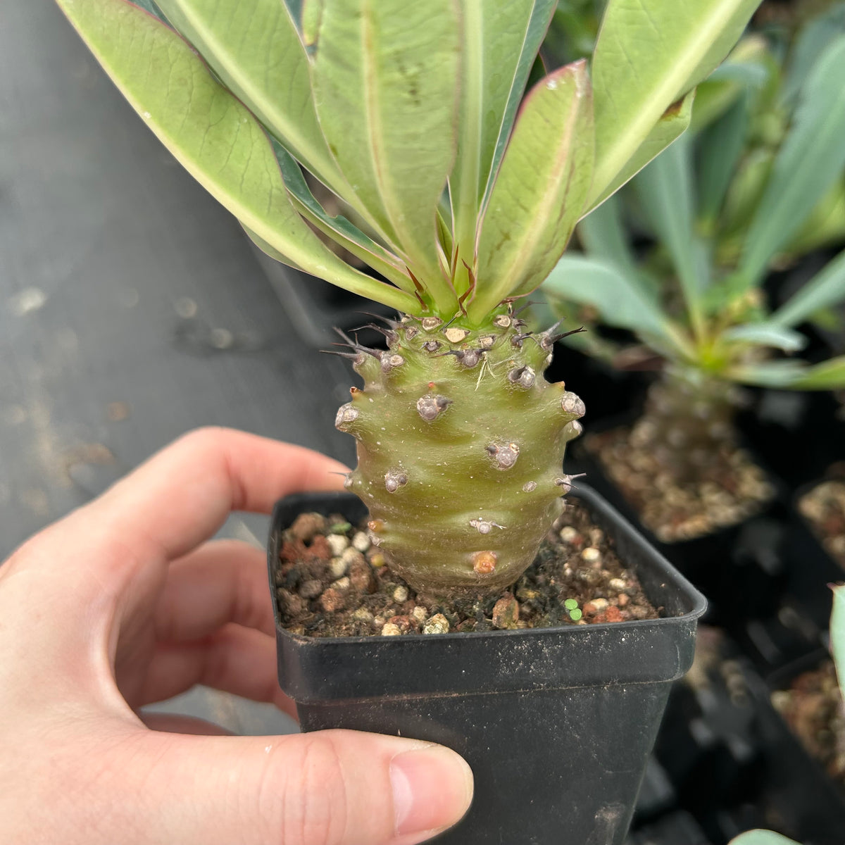 Euphorbia pachypodioides-Euphorbia-W3-4cmH4-5cm-image-3