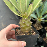 Euphorbia pachypodioides-Euphorbia-W3-4cmH4-5cm-image-3
