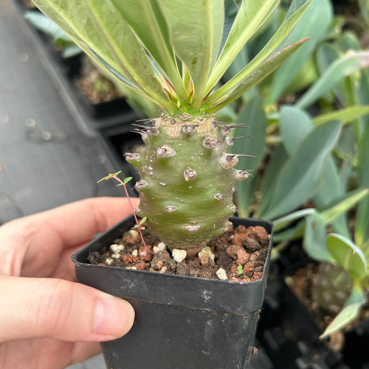 Euphorbia pachypodioides-Euphorbia-W3-4cmH4-5cm-image-7