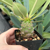 Euphorbia pachypodioides-Euphorbia-W3-4cmH4-5cm-image-2