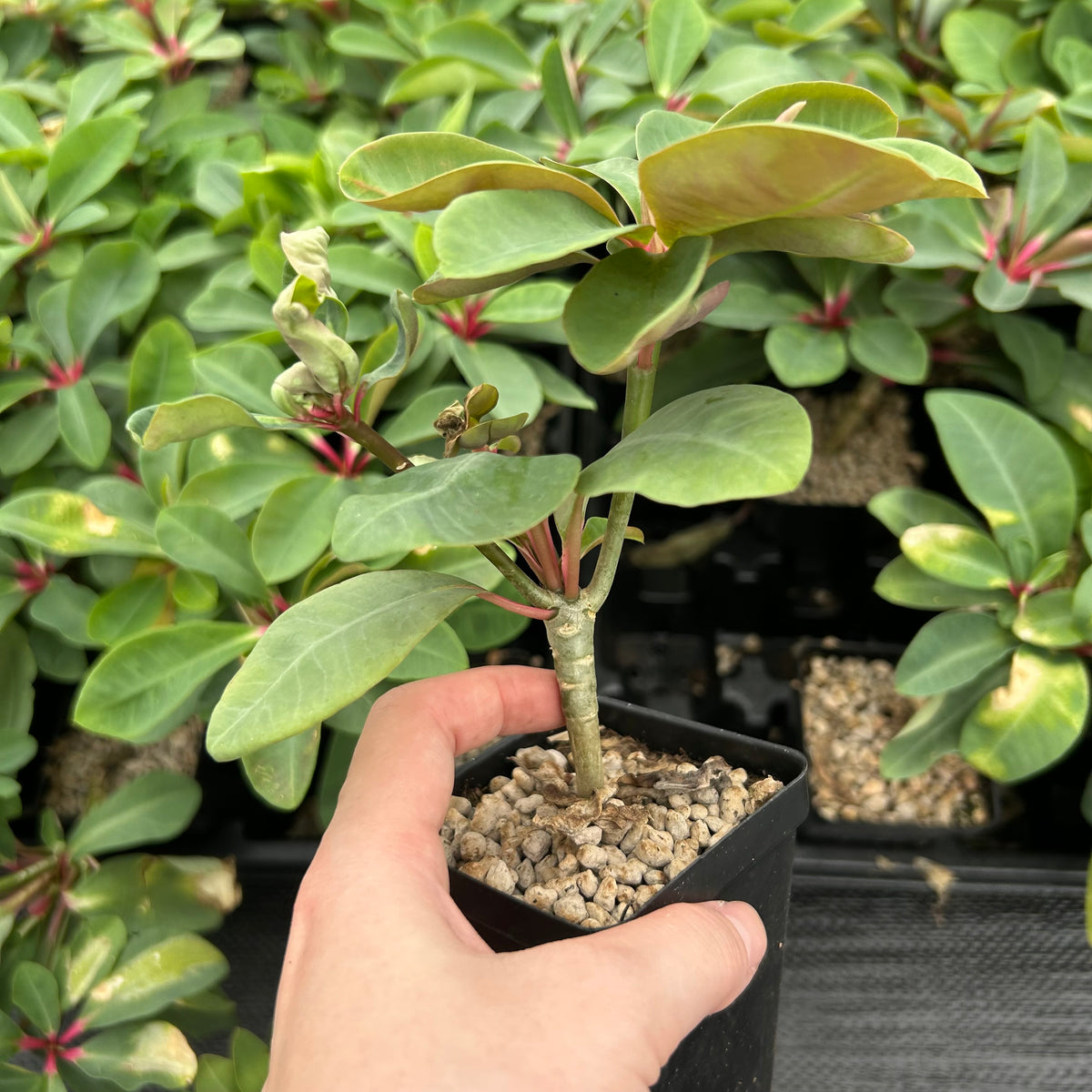 Euphorbia bongolavensis-Euphorbia-H10cm-image-4