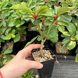 Euphorbia bongolavensis-Euphorbia-H10cm-image-2