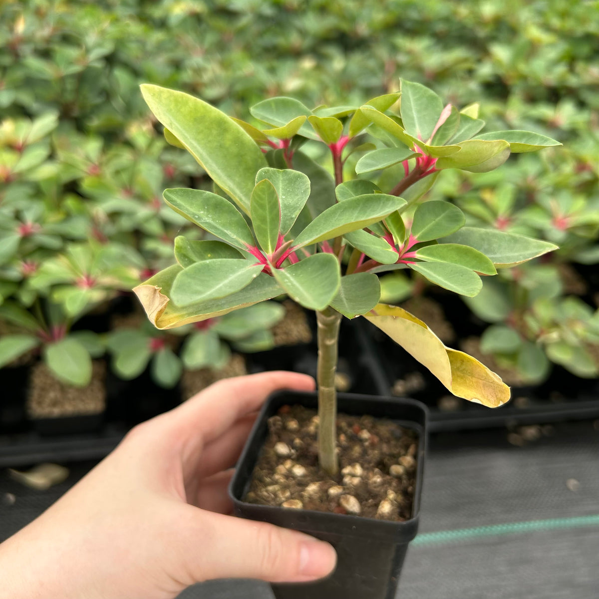 Euphorbia bongolavensis-Euphorbia-H10cm-image-3