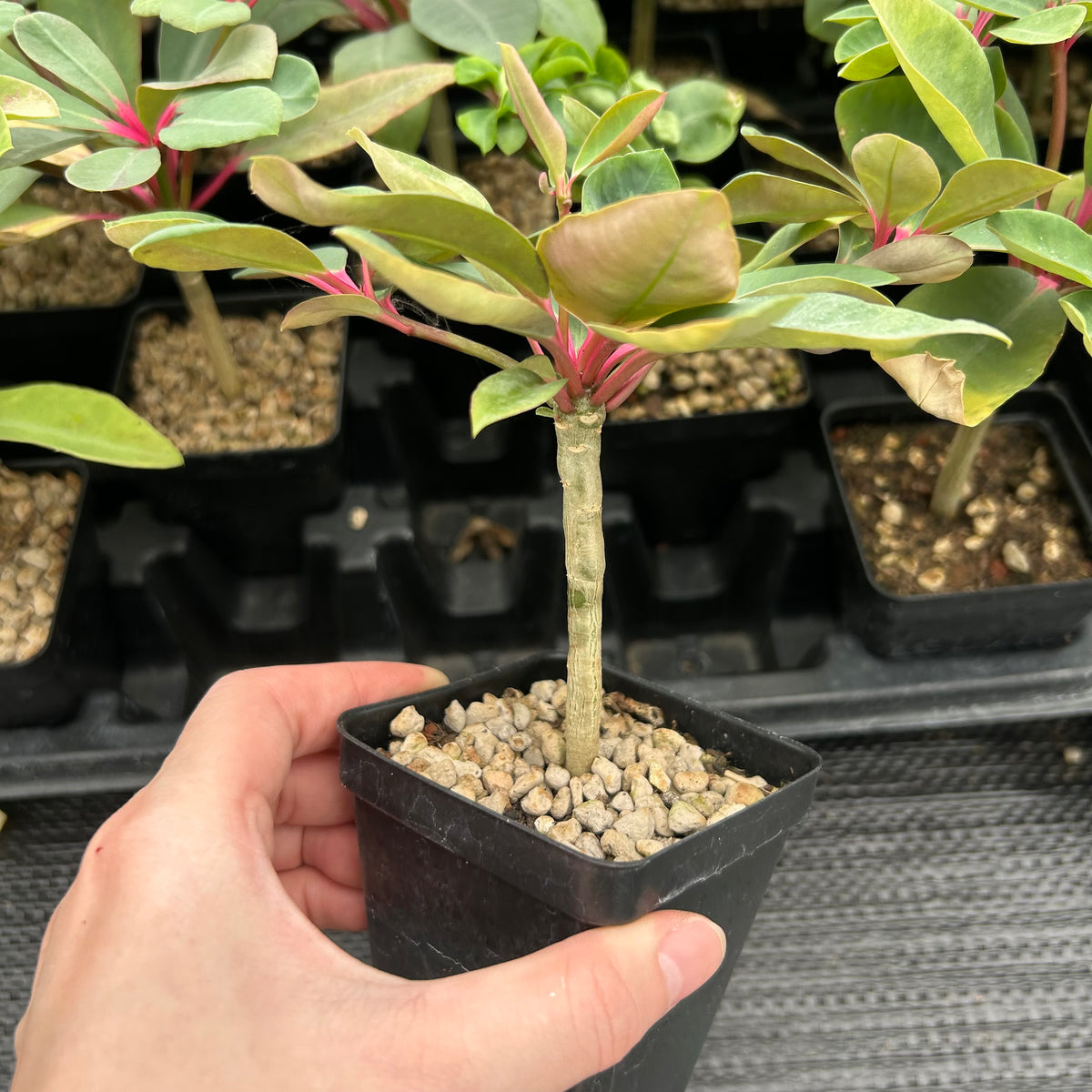 Euphorbia bongolavensis-Euphorbia-H10cm-image-6
