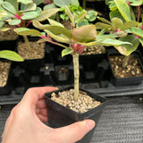 Euphorbia bongolavensis-Euphorbia-H10cm-image-6