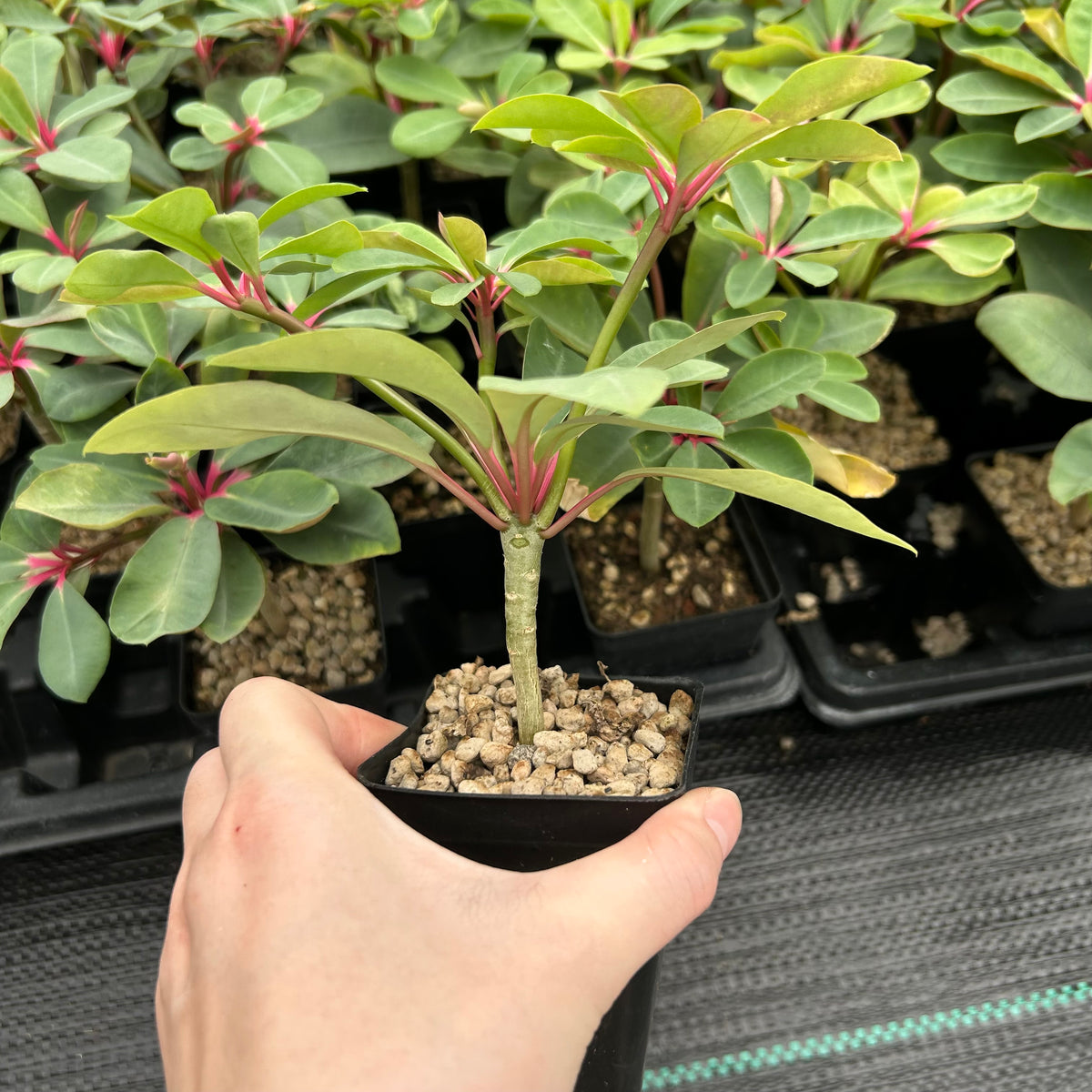 Euphorbia bongolavensis-Euphorbia-H10cm-image-8