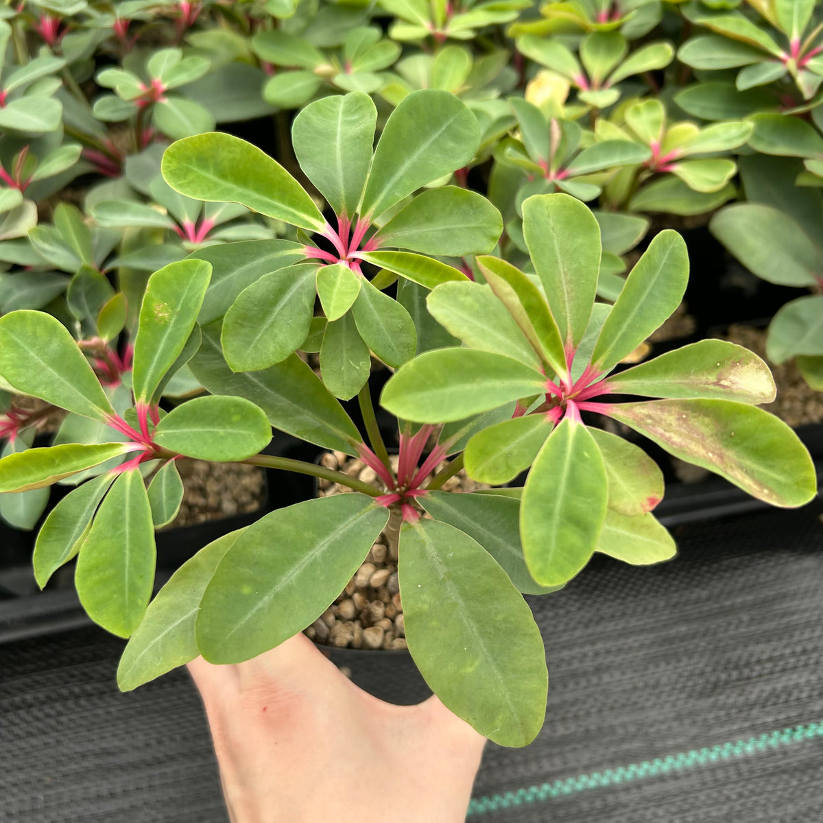 Euphorbia bongolavensis-Euphorbia-H10cm-image-9