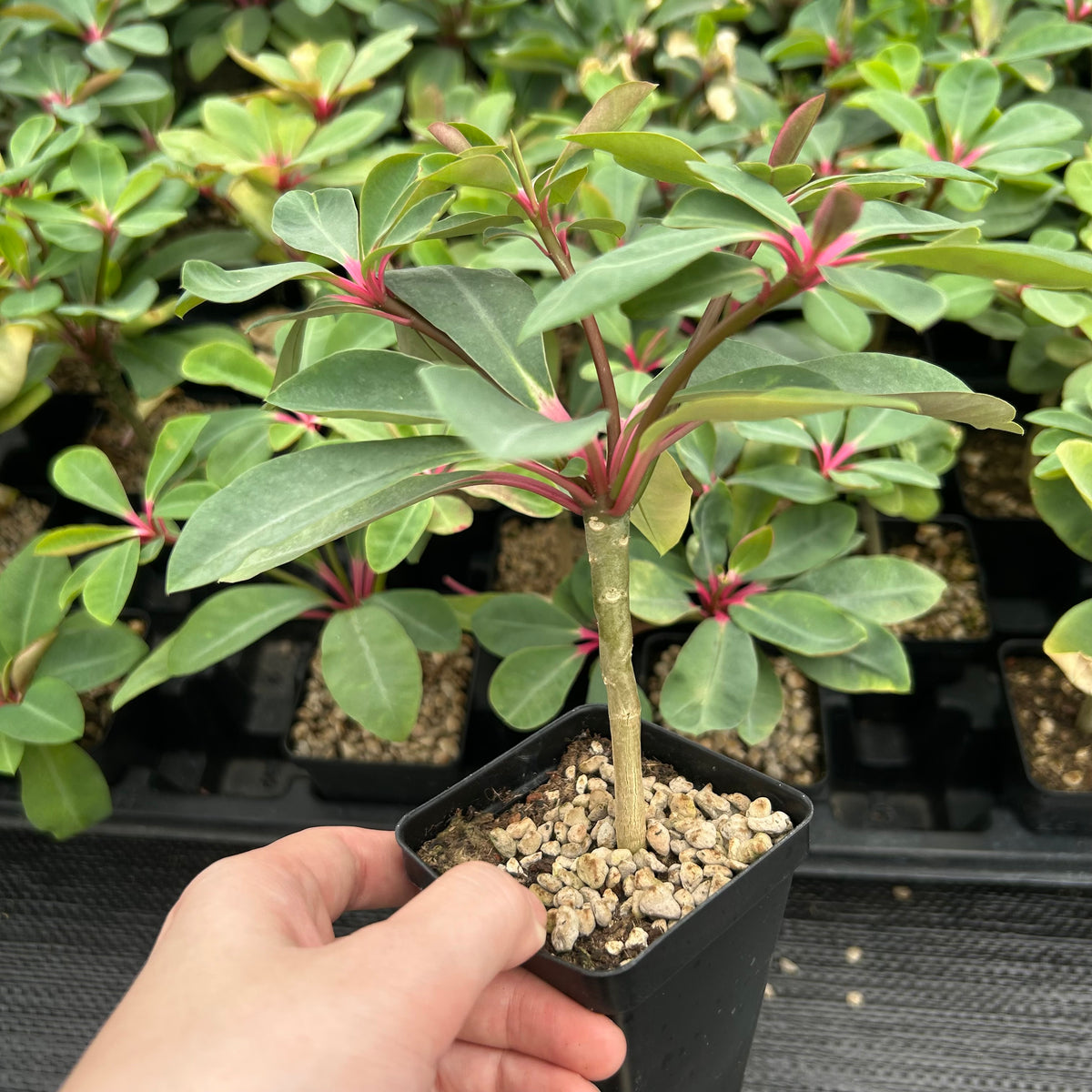 Euphorbia bongolavensis-Euphorbia-H10cm-image-1