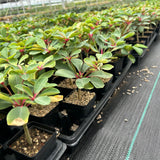 Euphorbia bongolavensis-Euphorbia-H10cm-image-14