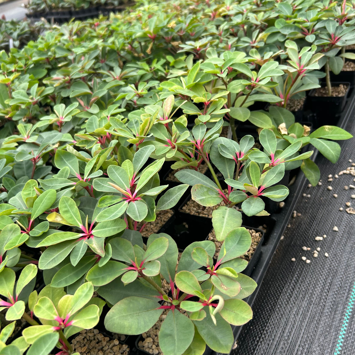 Euphorbia bongolavensis-Euphorbia-H10cm-image-13