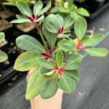 Euphorbia bongolavensis-Euphorbia-H10cm-image-10