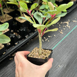 Euphorbia bongolavensis-Euphorbia-H10cm-image-5