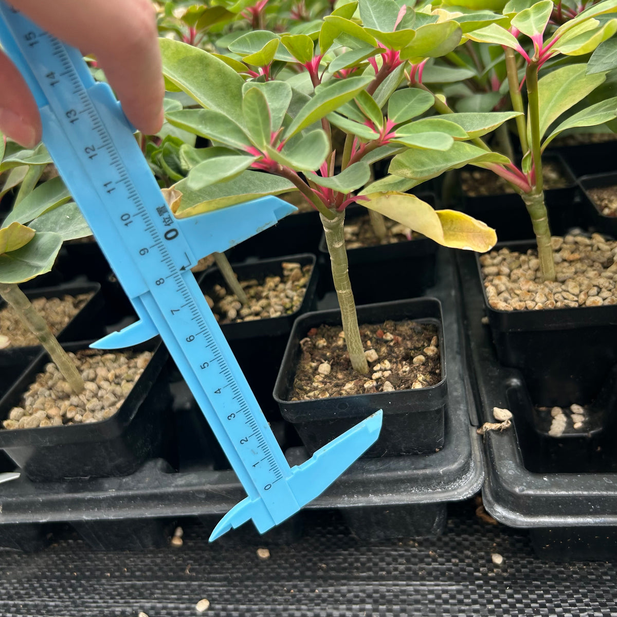 Euphorbia bongolavensis-Euphorbia-H10cm-image-11