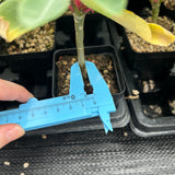 Euphorbia bongolavensis-Euphorbia-H10cm-image-12