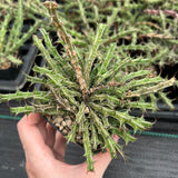 Euphorbia furcata