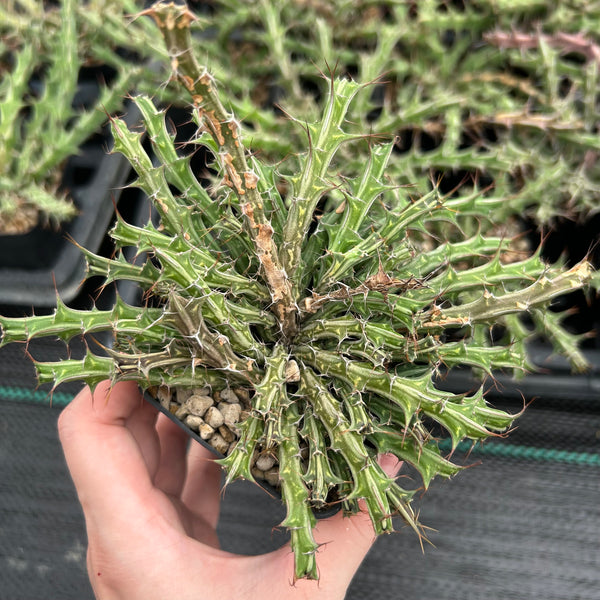 Euphorbia furcata